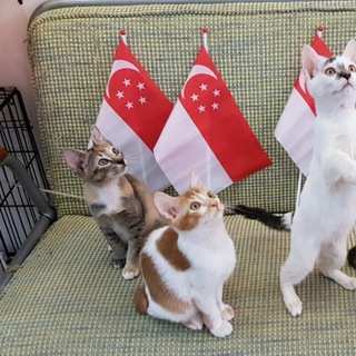 Kitten and Cat Singapore - TgScanner