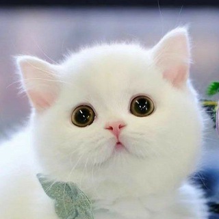 Аватар Телеграм канала "Sticker Group Chat" @stickerssgroup