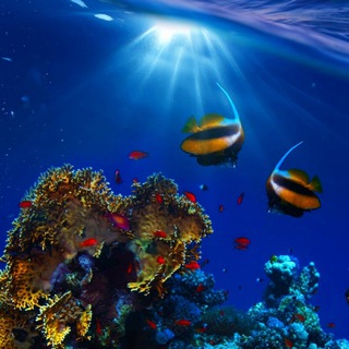 Living Ocean - TgScanner