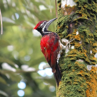 Ceylon Wildlife Photography - TgScanner