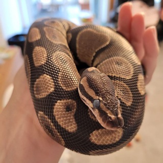 Аватар Телеграм канала "Ball Pythons World" @ballpythonsworld