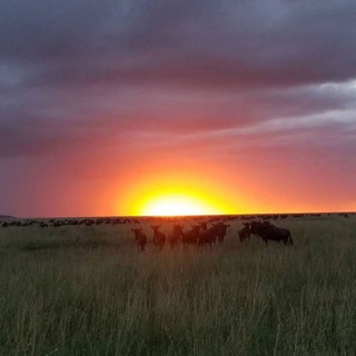 Аватар Телеграм канала "Travel and Tourism🐆🦏🦁🐒" @travel_plus_tourism