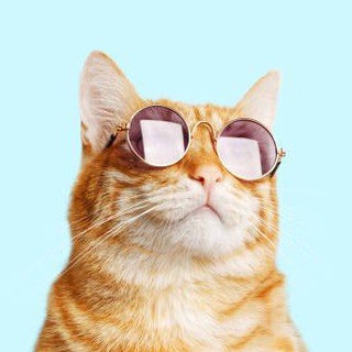 Funny Animals - TgScanner