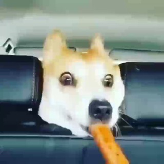 Fúnny Dögs And Cäts ❤️🐶🐥🐱❤️ - TgScanner