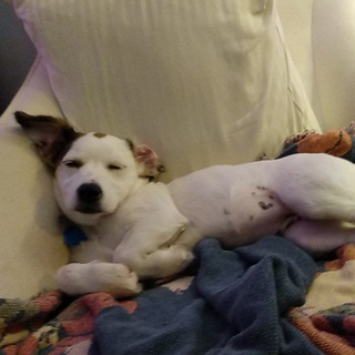 Аватар Телеграм канала "Pets pics & videos" @petspicsvideos