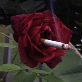 Аватар Телеграм канала "cursed files🥀" @+i6PMo-YJE7g4YjEy