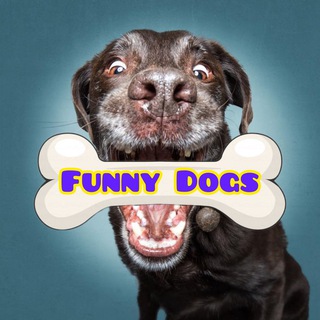 🐶Dog’s of New York - TgScanner