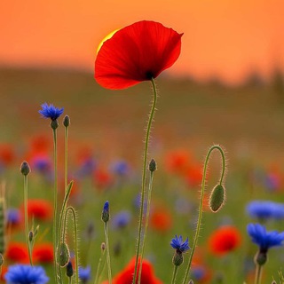 Аватар Телеграм канала "Chat and make friends Learn Chinese and english 🌸" @english_and_chinese_chat