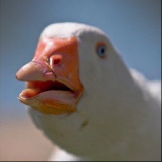 Аватар Телеграм канала "WEIRD MEMES🥥" @mature_memes