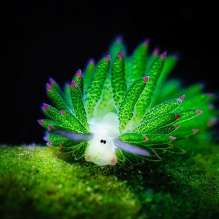 The unseen world - TgScanner