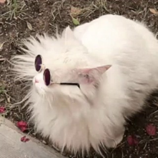 Crypto Wealth Society 🔥 - TgScanner