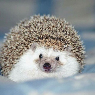 Ёжики | Beautiful Hedgehogs - TgScanner