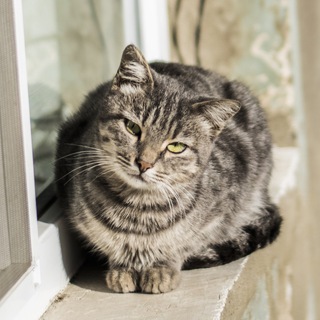 Аватар Телеграм канала "Cat Tube" @cat_tube