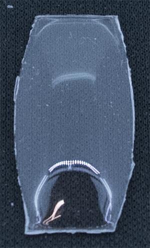 BCL Fancy 24.0 x 12.0
