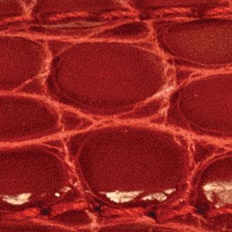 Red 20mm (16mm)