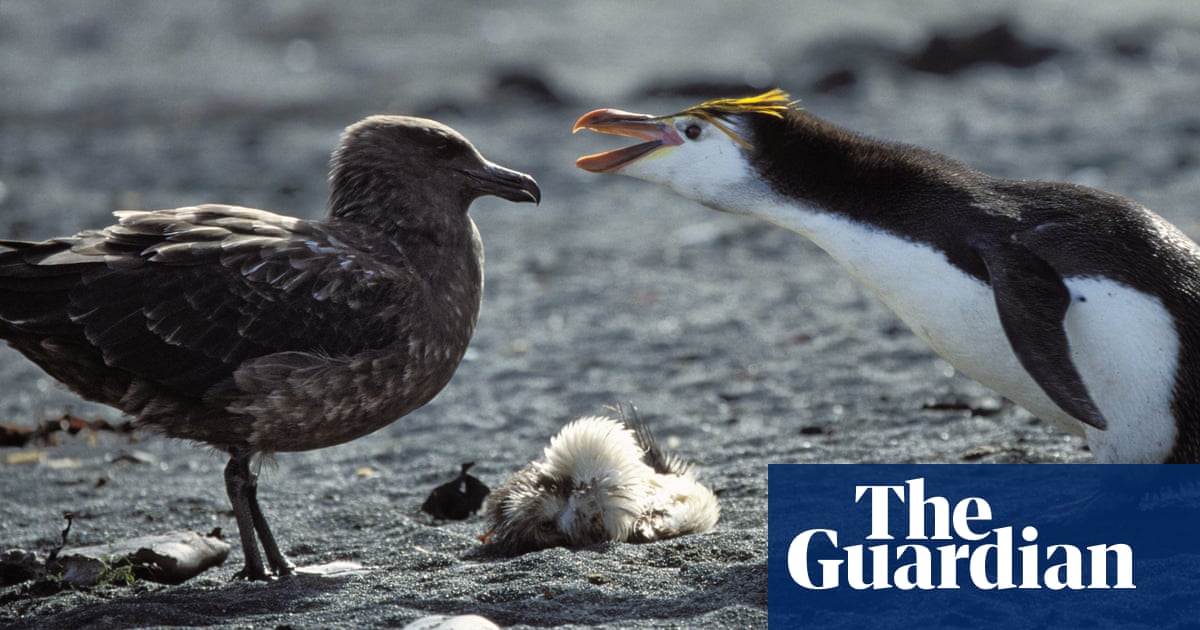 Dodo Finance: Bird Flu Cases Confirmed on Mainland Antarctica