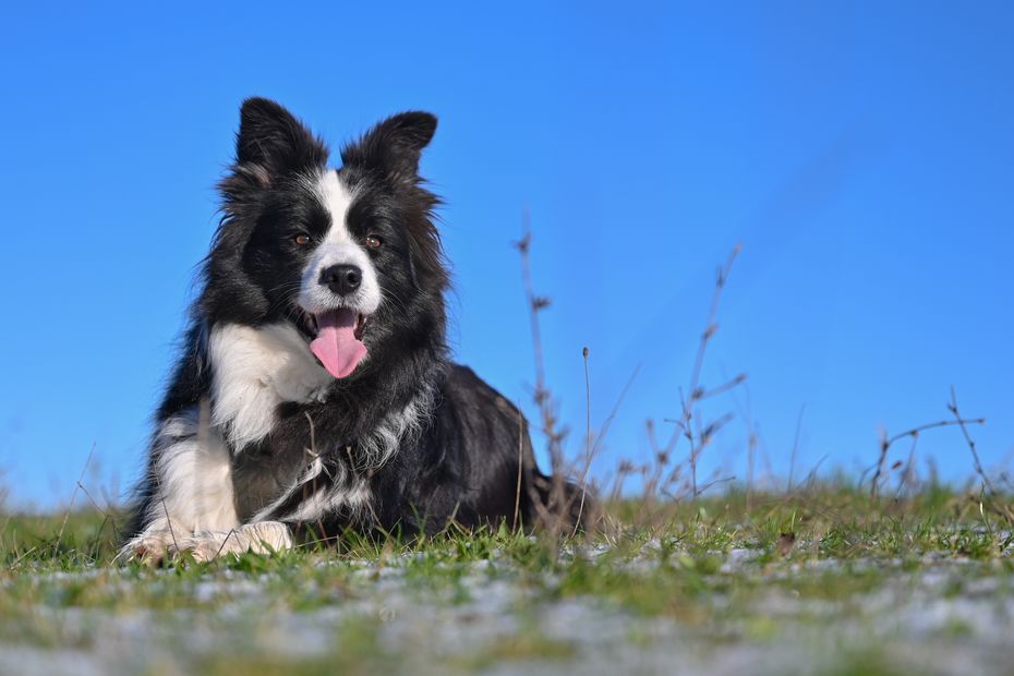 Dans le Var, un cas de rage détecté sur un chien importé illégalement du Maroc