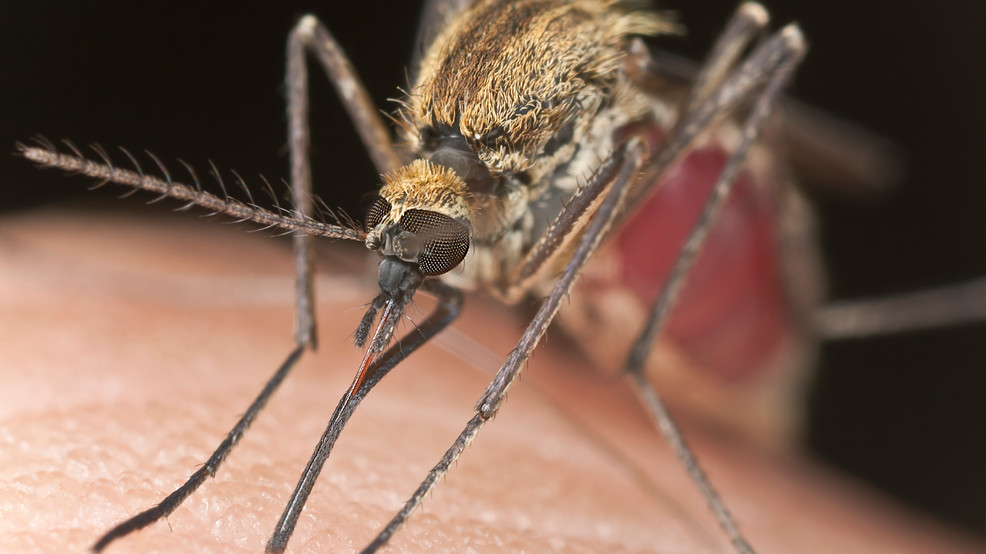 Photo of Widespread West Nile Virus Detected in Nashville, Says Health Department