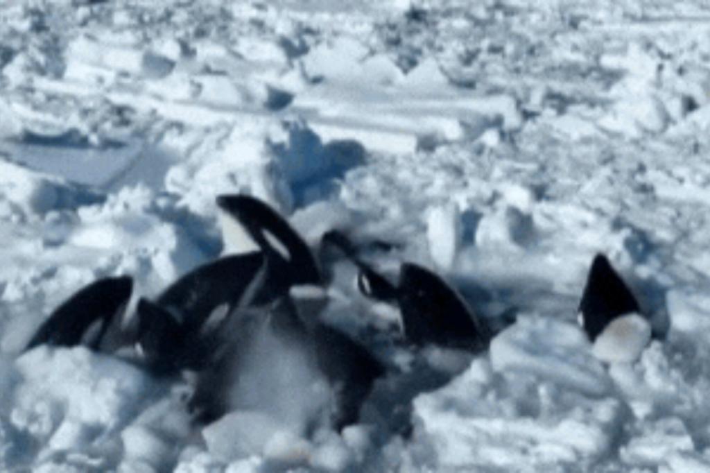 Photo of Pod of Killer Whales Trapped in Sea of Ice Near Japans Coast: Officials Forced to Wait, No Alternative