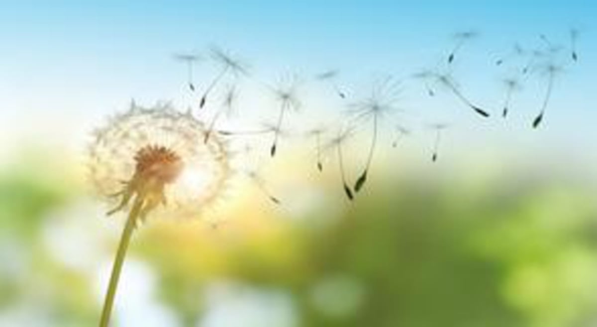 Pollens et allergies : protégez-vous des ambroisies – Cosmo Sonic