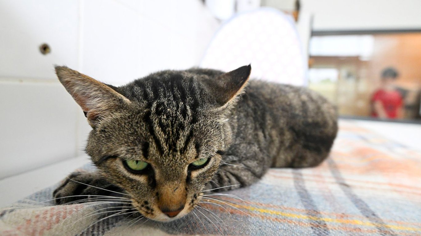 Allergie aux chats un vaccin efficace pour lutter contre cette