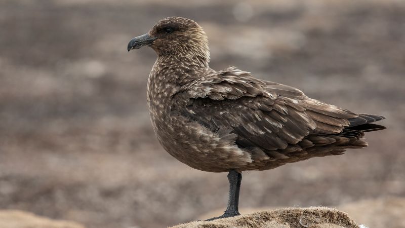 Dodo Finance: British Antarctic Survey Discovers Bird Flu in Antarctica