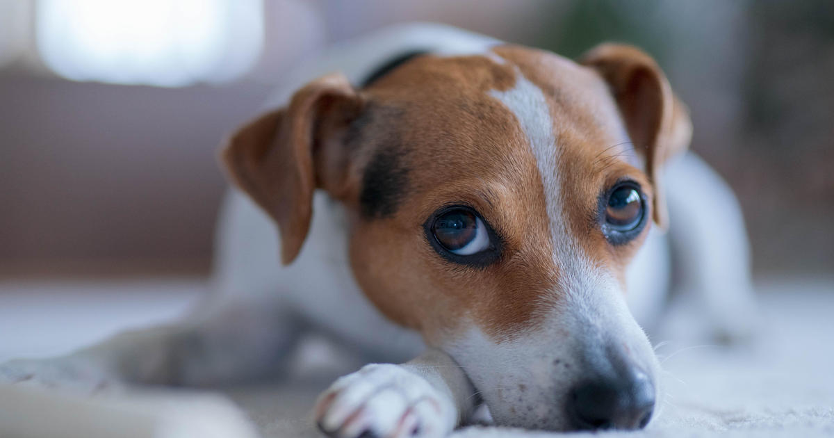 Protect Your Pets: Study Reveals Risks of Anti-Vax Pet Parents