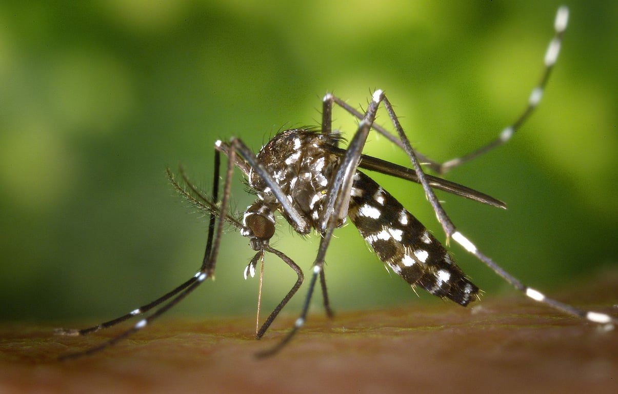 Un étudiant en érection pendant 18 heures après avoir attrapé la dengue – Observatoire Qatar