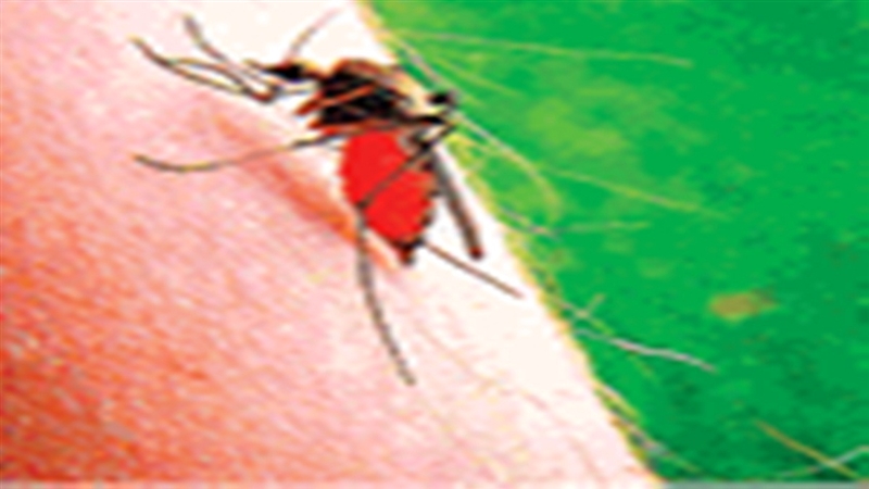 ग्वालियर में डेंगू: मौसमी बीमारियों के बीच डेंगू मलेरिया का बढ़ता हुआ खतरा – राजनीति गुरु