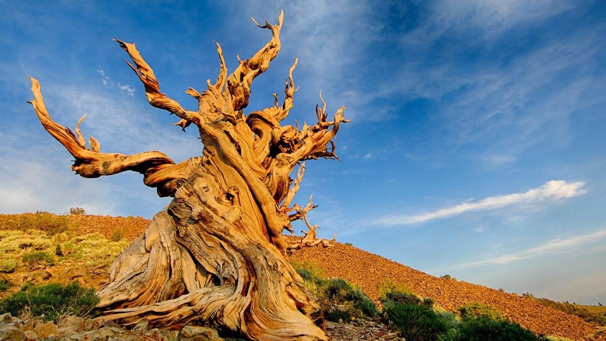 El árbol más viejo del mundo: 4.850 años – Mr. Codigo