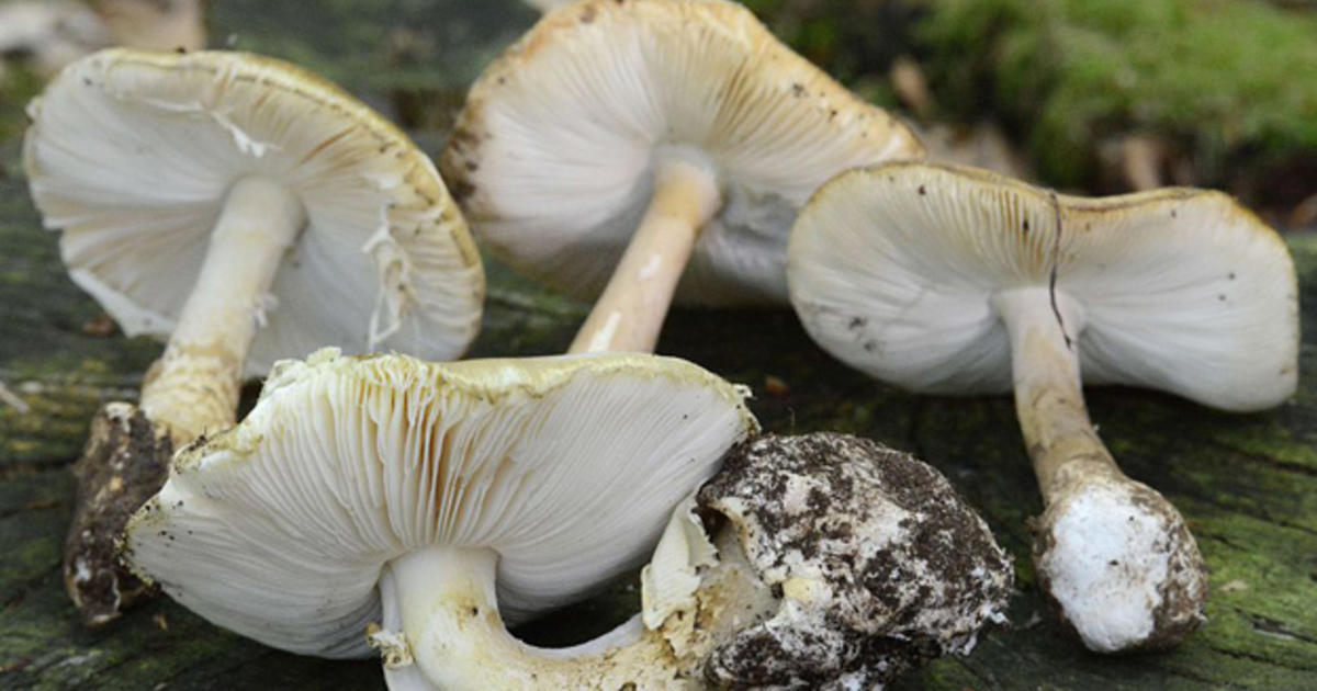 Dodo Finance brings you new revelations in Australias deadly mushroom enigma