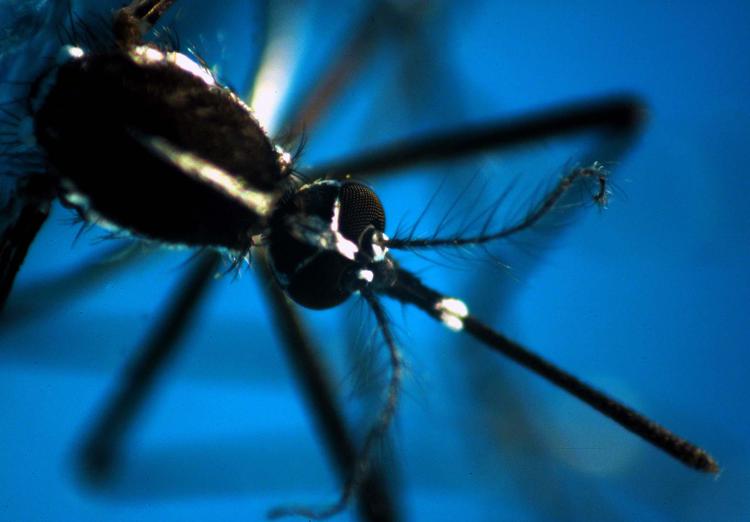 Dengue Italia 2023, 165 casi da inizio anno a oggi: i sintomi. La situazione in Lombardia