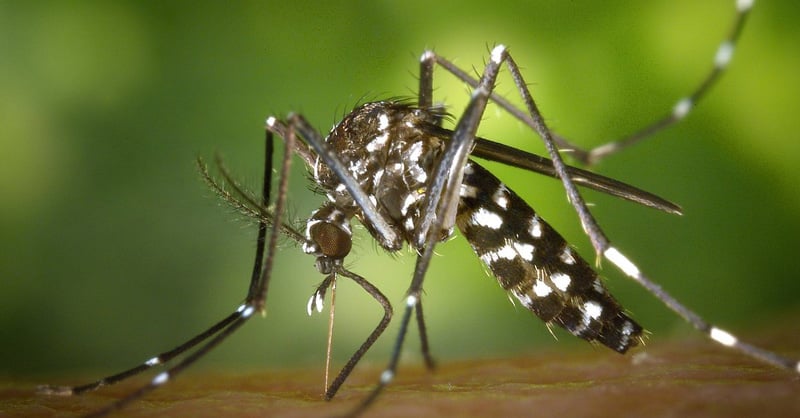 Alert: Shiv Telegram Media Reports Two Confirmed West Nile Virus Cases in Escambia County