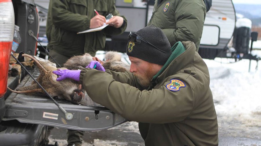 Photo of Mule Deer Tests Positive for Chronic Wasting Disease in Yellowstone National Park