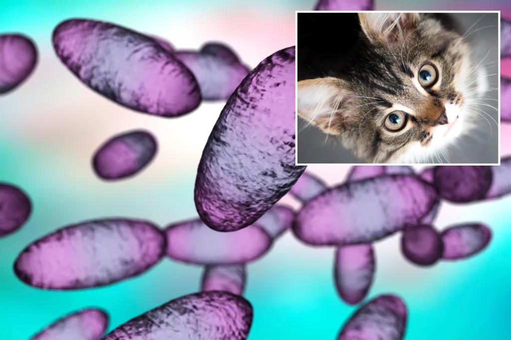 Pet Cat Likely Source of Oregons First Bubonic Plague Case in Nearly a Decade