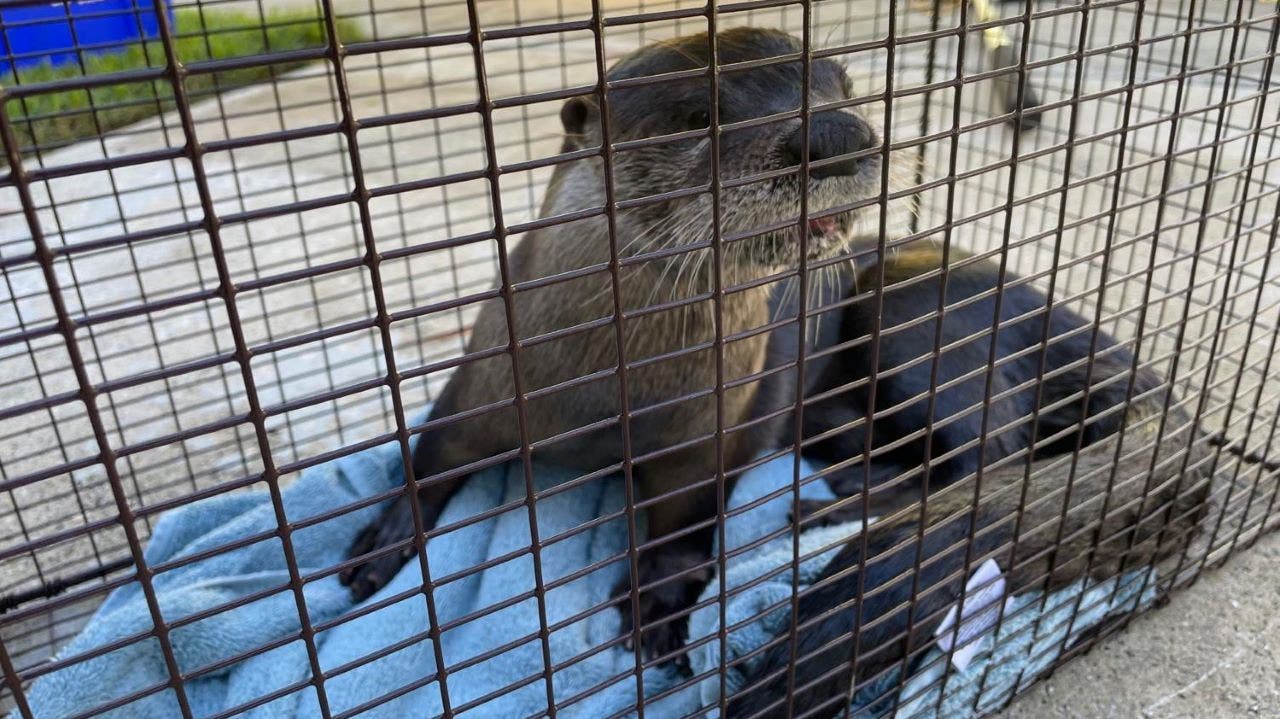 Photo of Florida man bitten by rabies-infested otter while feeding ducks, officials say