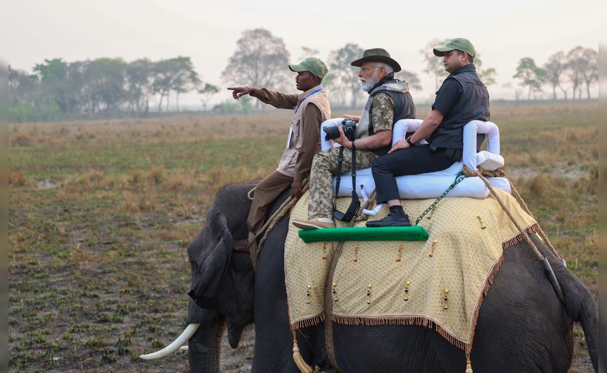 राजनीति गुरु: प्रधानमंत्री मोदी ने असम के काजीरंगा नेशनल पार्क में उठाया जंगल सफारी का लुट्‍फ – NDTV इंडिया