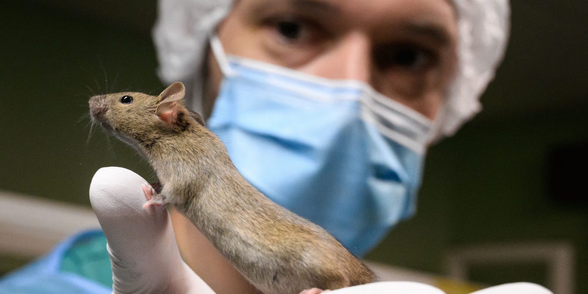 Insider Wales Sport: Uncovering an Illegal Lab with Bioengineered Mice and Infectious Diseases