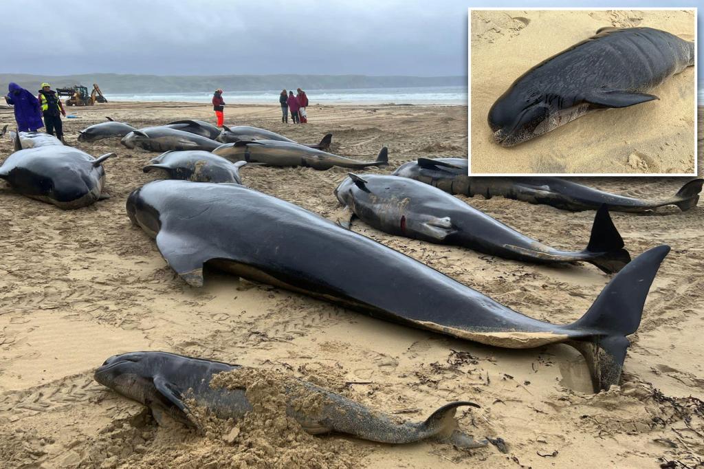 More than 50 Pilot Whales Tragically Die in Mass Stranding on Scottish Beach