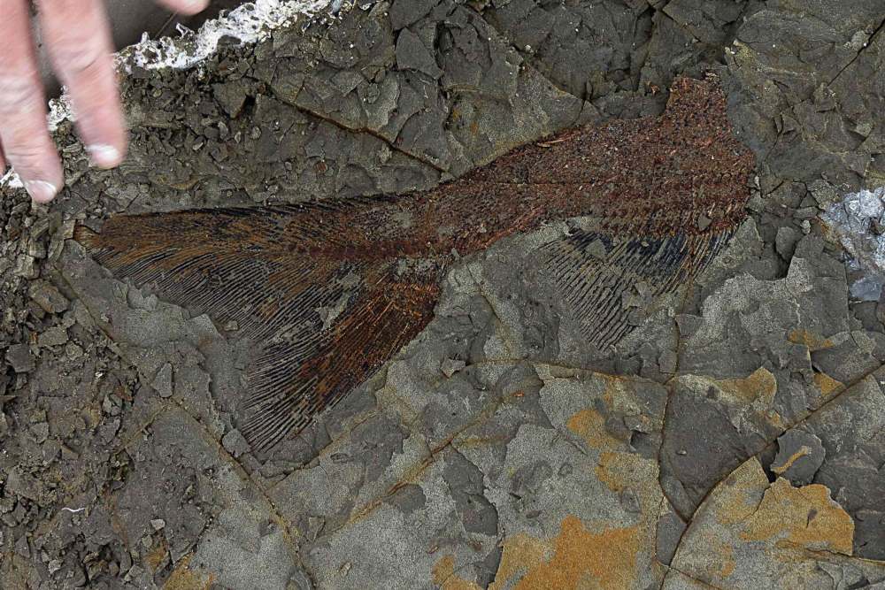 Fosil Ikan Pemakan Daging Usia 160 Juta Tahun Ditemukan di China – Manadopedia