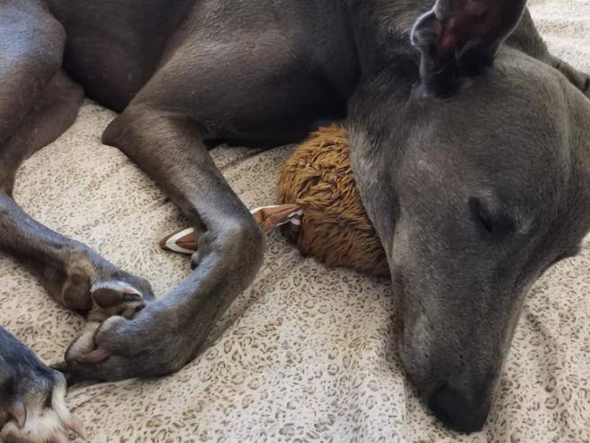 Sandra Milo, il post Instagram sui due cani: “Quando hanno intuito che te ne eri andata hanno guaito… – SDI Online