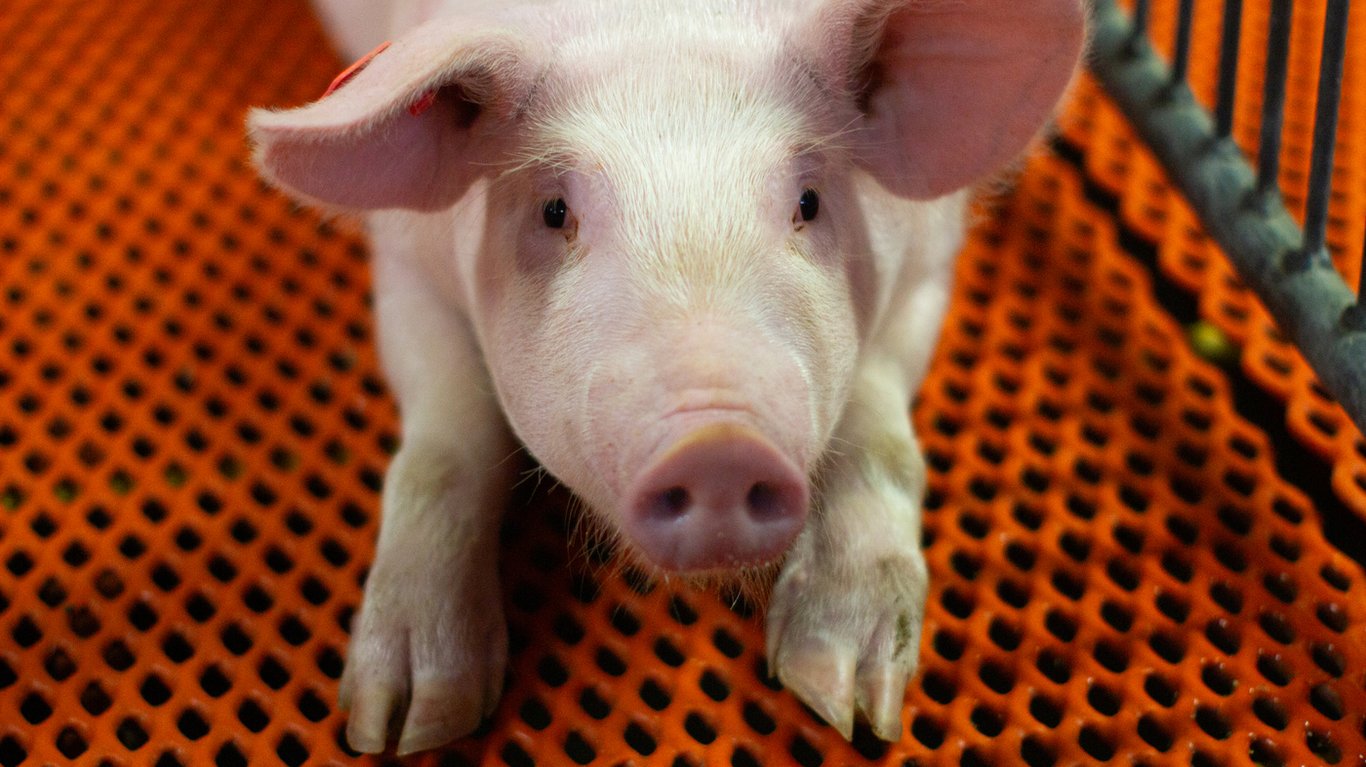 Genetically modified pigs offer potential for unlimited organs for human transplants
