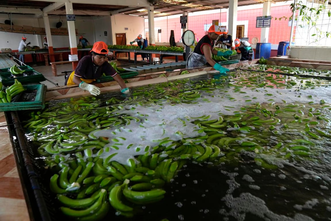 The Daily Guardian: Drug Cartels Exploit Ecuadors Banana Industry, Unraveling Security