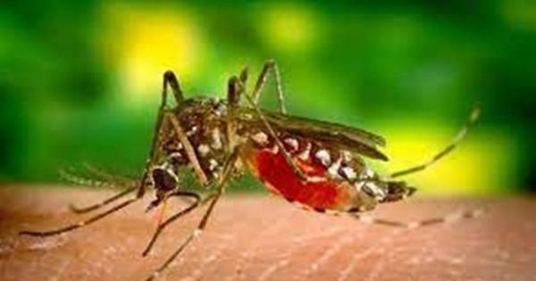 राजनीति गुरु: मच्छरों से फैलने वाली ये हैं खतरनाक बीमारियां, इस तरह करें बचाव