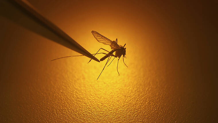 Photo of Latest Dengue Fever Report in Kauai, Hawaii Island – The News Teller