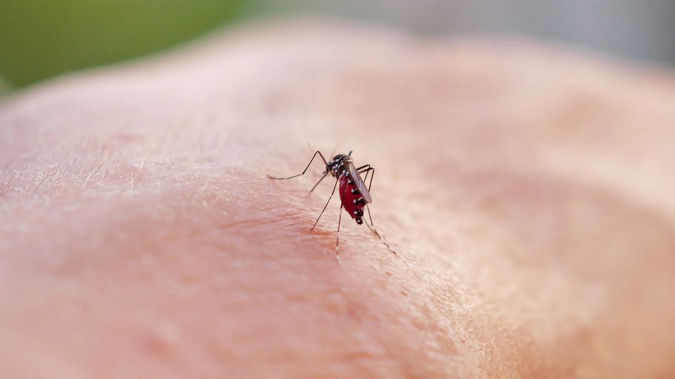 Lépidémie de dengue sintensifie en Guadeloupe et Martinique