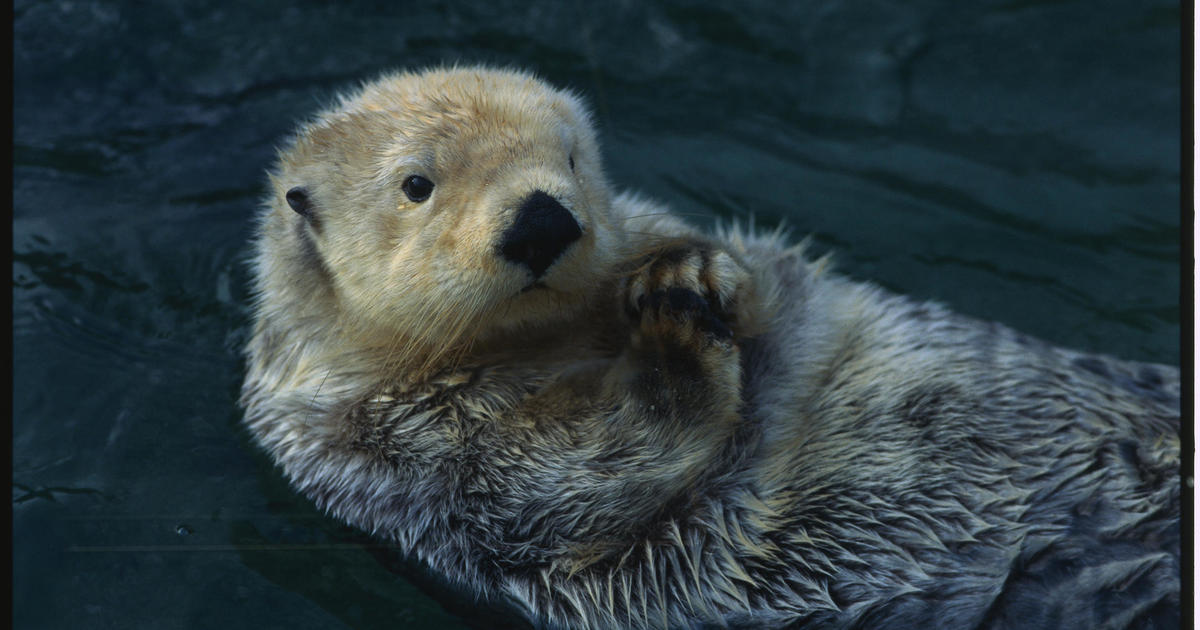 Photo of Florida Man and Dog Attacked by Rabid Otter: Understanding Symptoms and Treatment