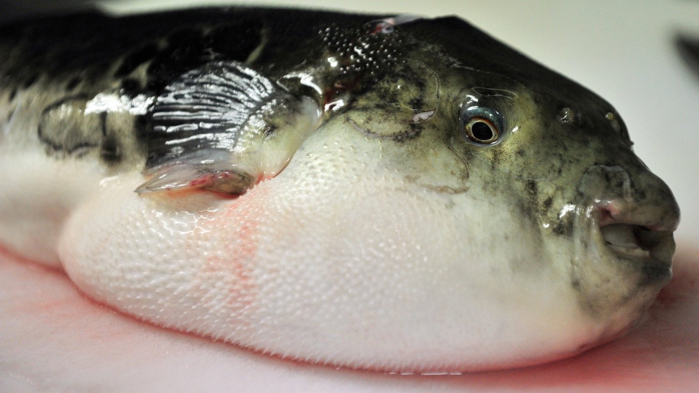 Fatal Case: Man Succumbs to Eating Highly Poisonous Pufferfish – The News Teller