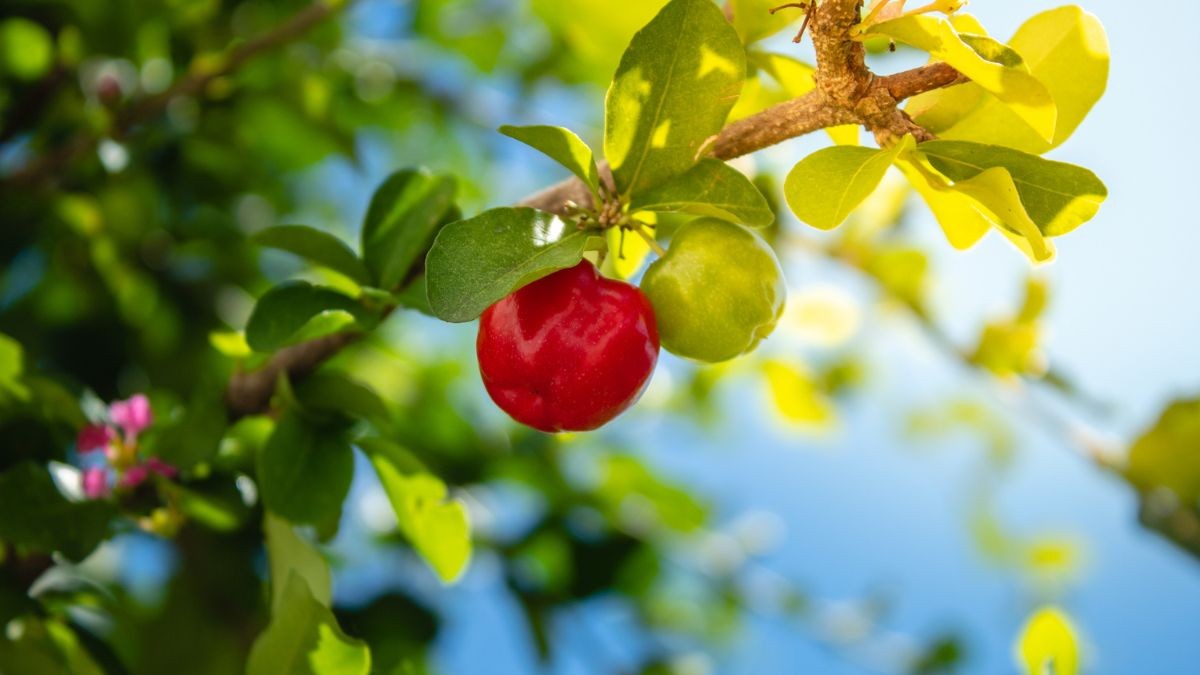 El fruto antienvejecimiento y antifatiga con 20 veces más vitamina C que las naranjas que ayuda con el resfriado – Deporticos