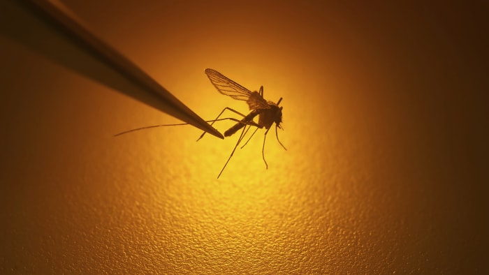 Recent cases of mosquito-borne virus detected in Metro Detroit: Essential information
